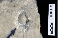 Foto (Detailansicht) von Oxythyreus sp. (NHMW-GEO-1990-0041-0262)